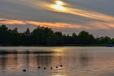 View of ducks swimming in lake during sunset