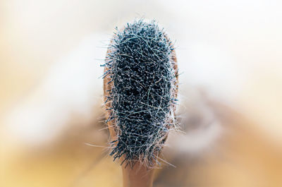 Close-up of cactus plant