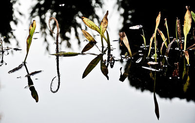 Close-up of flowering plant against lake