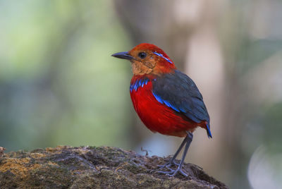 Close-up of a bird perching on branch