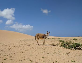 Horse on sand dune in desert against sky