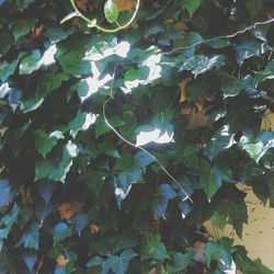 Leaves on tree trunk