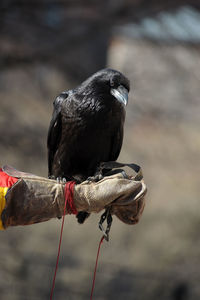 Close-up of bird perching on wood