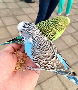 Low section of person holding bird