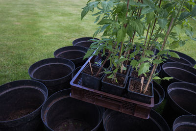 Close-up of plants in field