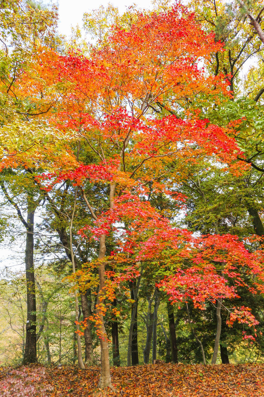 AUTUMN TREE IN PARK