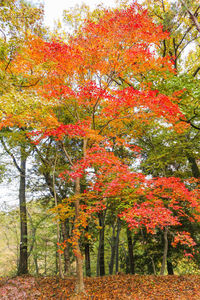 Red maple leaves on tree in park