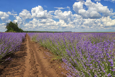 Scenic view of lavender field against sky