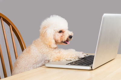 Close-up of dog looking at camera