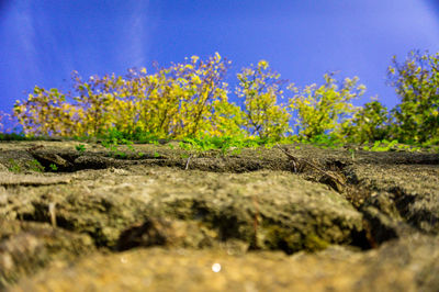 Close-up of flowers growing on field against blue sky