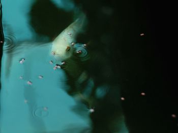 Close-up of fish swimming in aquarium