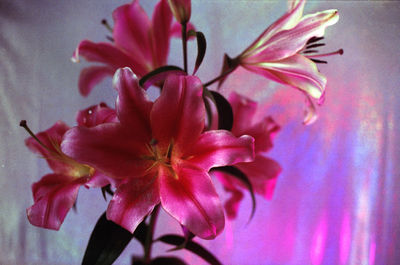 Close-up of flower blooming outdoors
