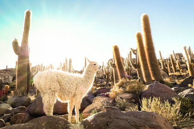 Side view of llama standing on rocks against cactus during sunset