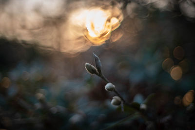 Close-up of plants against blurred background