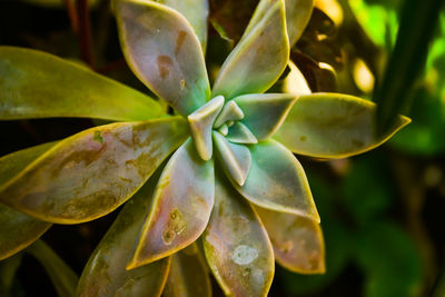 Close-up of succulent plant