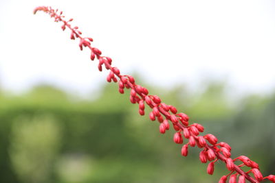 Close-up of red berries on plant