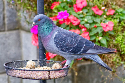 Close-up of pigeon perching on a bird feeder