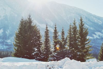 Trees on snow covered mountains against sky