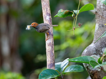 Ashy tailorbird - orthotomus ruficeps in kinabatangan wildlife sanctuary, sabah, borneo