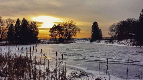 Bare trees on snow covered field