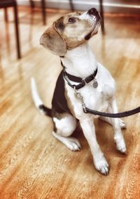 Dog sitting on wooden floor