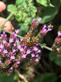 Close-up of insect on purple flowering plant