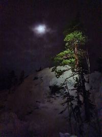 Low angle view of trees against sky at night