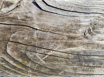 Full frame shot of tree trunk