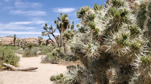 Cactus growing on field against sky