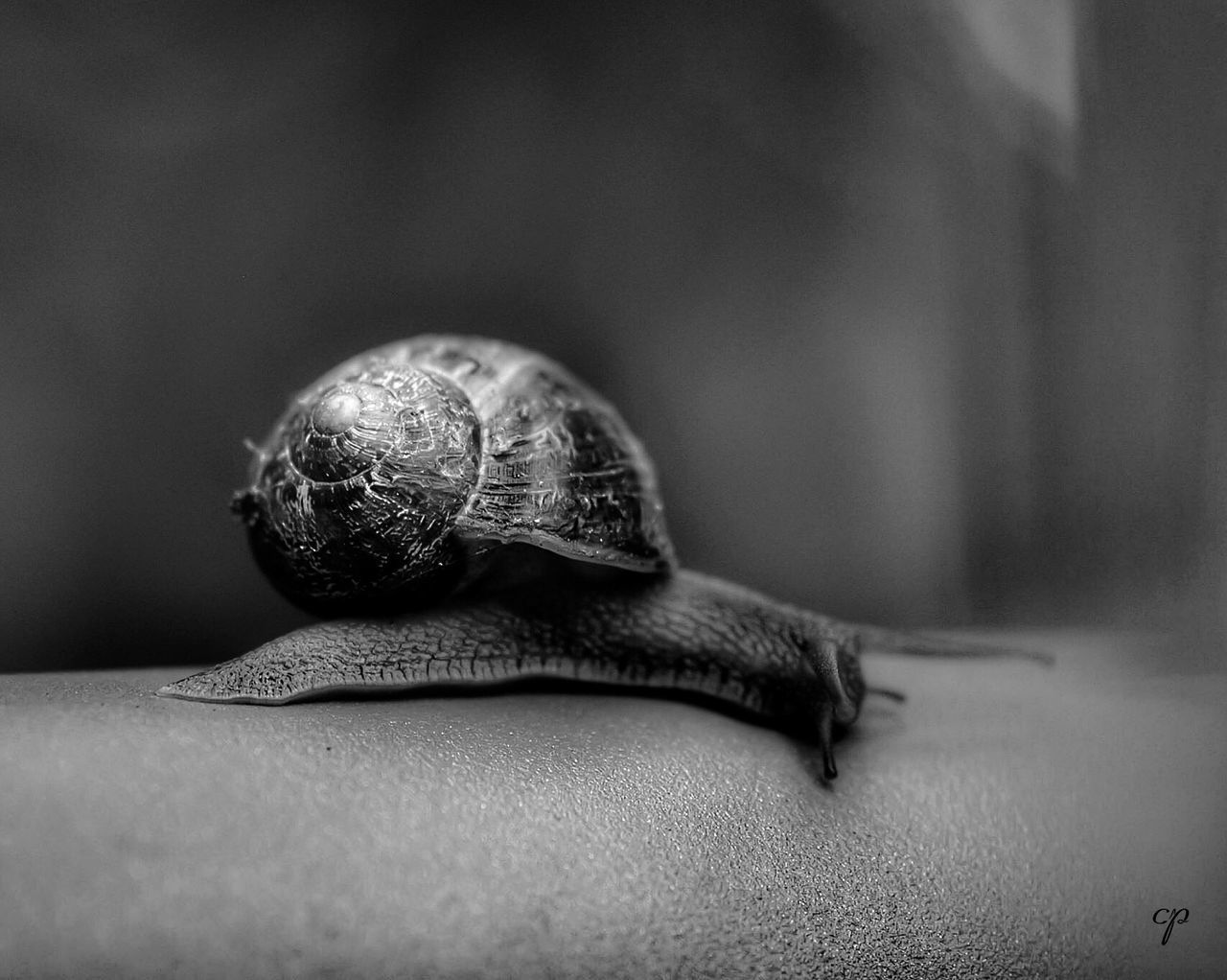 CLOSE-UP OF SNAIL ON WHITE SURFACE