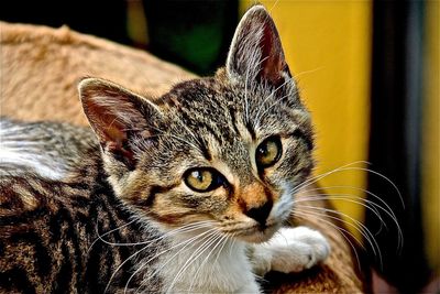 Close-up portrait of cat