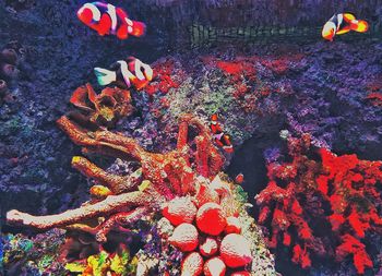 Close-up of jellyfish swimming in water