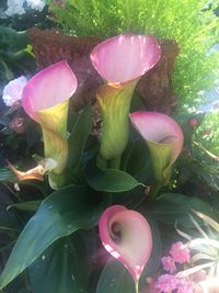 Close-up of pink flowers