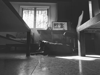 View of dog resting on hardwood floor