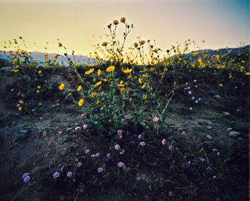 Yellow flowers blooming in field