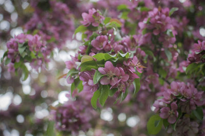 Close-up of pink flowering plant