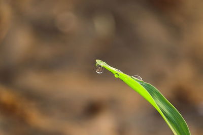 Close-up of green plant leaf with water drops