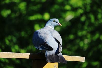 Close-up of pigeon perching on wooden post