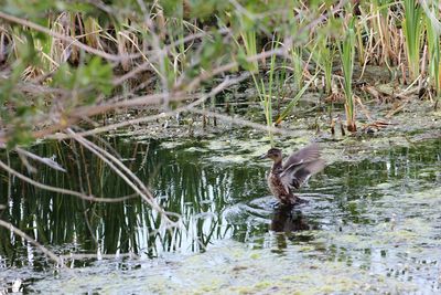 Duck swimming in lake