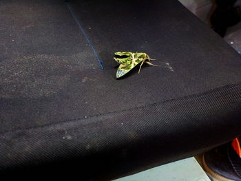 High angle view of insect on leaf