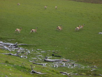 Flock of birds on grassy field