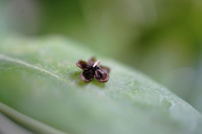 Close-up of insect on plant