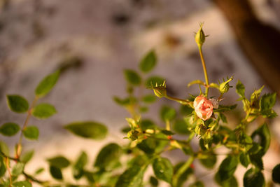 Close-up of red flowering plant