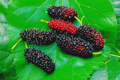 Close-up of raspberries