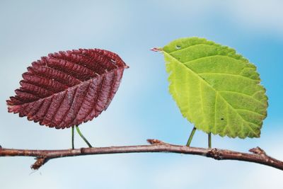 Close-up of leaves on plant against sky
