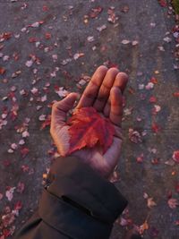 High angle view of maple leaf on street during autumn