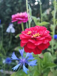 flowering plant