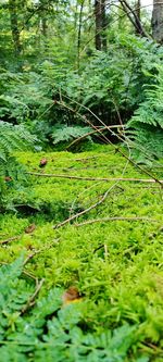 Close-up of moss growing on tree