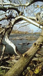 Scenic view of trees by sea