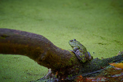 View of a turtle on land